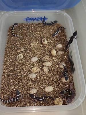 Some black night snow babies hatching this week from our Black Night Mack Snow Project 🥳🦎⚫️❄️ Visit www.geekygeckocreations.com to see the latest gecko updates!  #geekygeckocreations #leopardgecko #blacknightleopardgecko #reptiles #animals #gecko #pet #animal #leopardgeckomorph #friend #cute 