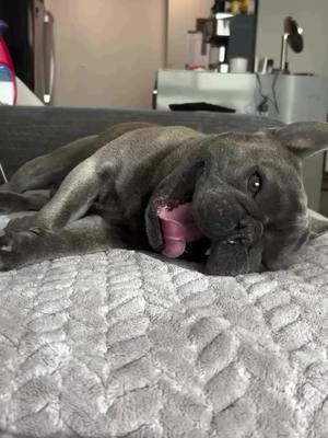 Bigggg stretchyyy🥹🐶🐾 Credit: @MustBeDumbo  . . . . . . . . #frenchiesoftiktoks #animalsoftiktok #frenchbulldogs #frenchiebulldoglovers #frenchiebulldoglovers❤ #frenchies #frenchiepuppy❤️ #frenchiebabyy🥰 #frenchbulldog #frenchiepuppylove❤️🐾 #frenchiesoftiktok🐾💕 #frenchielifestyle🐶❤️🥰 #dogbabylove #frenchiepuppy #frenchies 