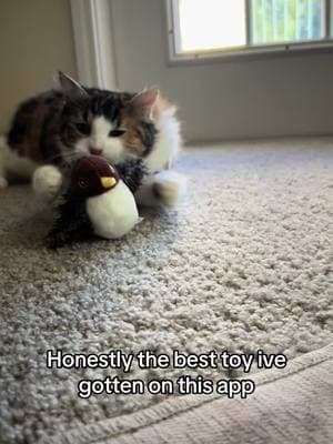 And it comes with a usb! I have had alot of people come to me saying their indoor cat is bored and this toy is keeping my old kitty busy (specifically the box 😉) #bird #cat #cattoy #cattoys #indoorcat #kitten