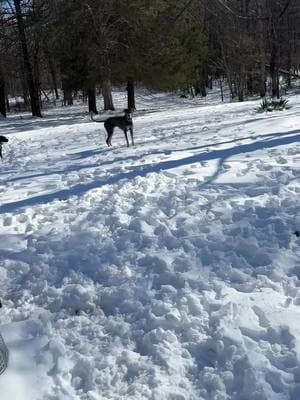 Bella and her siblings love farm life.  And love the snow. #veteran #servicedog #servicedoglife #medicalalertdog #woundedwarrior #military #dogs #greatdane #boxer 