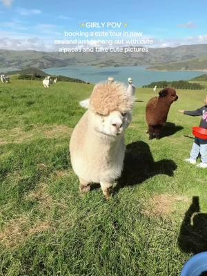 This is the BEST Thing To Do in New Zealand near Christchurch! There is a lovely family-run farm in Akaroa where you can book the sweetest little tour to feed and pet the most fuzzy alpacas: Shamarra farms  Plus, with the extra attention, you’ll learn all there is to know about these adorable animals!!! #newzealand #newzealandtiktok #newzealandtravel #akaroa #bucketlisttravel #traveltok #sheisnotlost #traveltiktok 