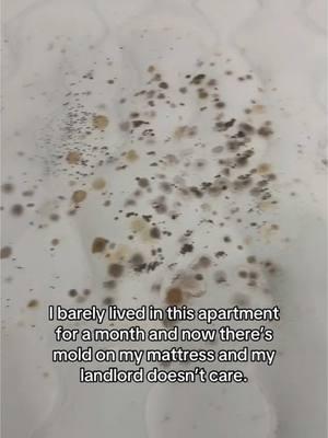 I was wondering why i havent been feeling well and have a cough.. so if anyone knows what I can do about this please let me know. This is one of the many things wrong with this place. I don't want to say too much because I would like to take action the right way but this was the last straw for me wanting to stay here. #slumlord #mold #phillyapartment  this app is about to go so i might as well share how i’ve been living the past 6 months 🥲