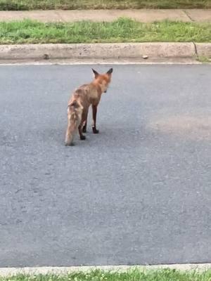 Just 2 foxes playing tag 🦊 #foxesoftiktok #fox 