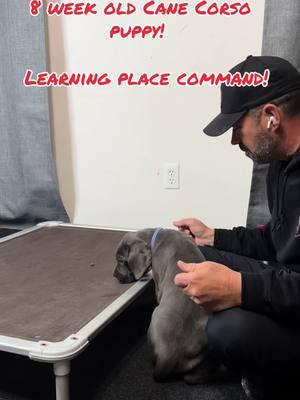 8 week old import cane corso! Available to correct home! Info on our website. Battlefieldk9.com #canecorsoitalianomastiff #canecorso #puppies #canecorsopuppies #dogsoftiktok 