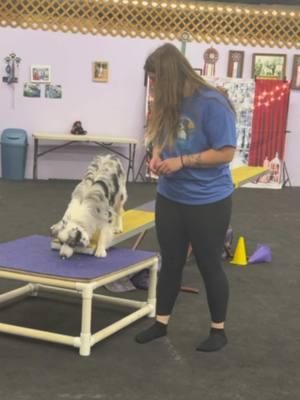 Tiny doing some intro teeter work, such a good baby! #tiny #agility #teeter #seesaw #dogagility #DogTraining #appletini 