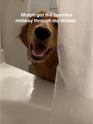 No one warns you how hard it is to take a shower home alone with a toddler aged pup #goldenretrieverlife #dogsoftiktok #puppytiktok #goldenretriever #dogtokker #dogtok #puppy #golden #puppygolden #murphthegolden #puppygoldenretriever #CapCut 