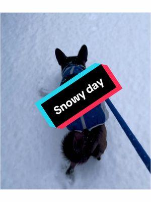 Trying to like the snow. Do you like it? . . #snowday #puppyinsnowfirsttime #puppyinsnow #cocothedachshundcorgi #cocothedog #cocotherescue #winter2025 #puppiesofinstagram #snowdog