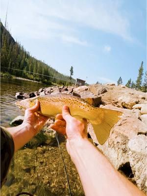 Brown trout streamer eat. Sick zone, nice fish  #flyfishing #browntroutfishing #trout #onthefly #streamerfishing #browntrout #doublehaul #fish 