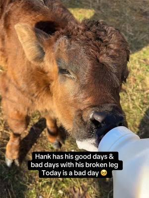 I took his muddy brace off & going to put a clean one on after his bottles. He is recovering slow but he will be healed with time 🐮 The sun is out today in Texas & the snow is melting! #hank #cattle #cows #bottlefedcalf #cows #farmlife #cowsoftiktok #calves #cowgirl #farmlife 