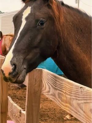 Me me more cow boy when I have to go in the pasture when it’s raining and cold 🙄🙄🙄#horseblanket#memorecowboy#filly#cold#rain#horses#fup#cowboyfyp  