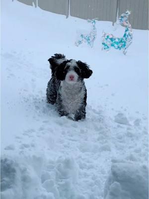 #onthisday #puppies #pinknosedog #pinknosepup #mansbestfriend #girlsbestfriend #mountaindog #snowdog #thatpinknosedpup