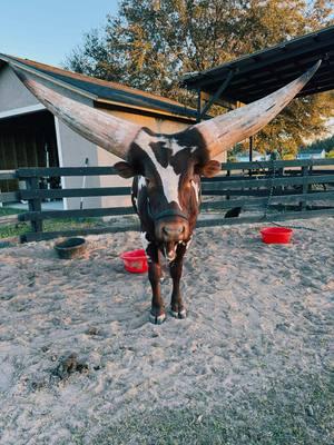 Got his hair just right for his picture💈🥰#grasspuppy #nitro #watusi #bull #cattle 