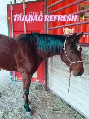 Idk if this is cringe or not but it’s just sitting 🤣 #foryou #fyp #horse #aqha #tailbags #tailbagtutorial #horsesoftiktok 