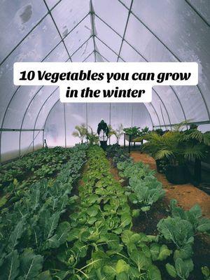 Veggies you can grow in the winter 🌱👩🏾‍🌾 1. Kale 2. Spinach  3. Brussel Sprouts  4. Carrots 5. Garlic  6. Collards  7. Cabbage  8. Onions  9. Leeks 10. Radishes  #gardening #gardener #blackgardenerstiktok #farmlife 