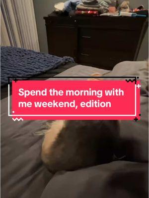 I forgot I filmed this a few weeks ago so here it is  #weekend #dogmom #morning #cat #dog #adoptdontshop #PetsOfTikTok #adorable #latergram 