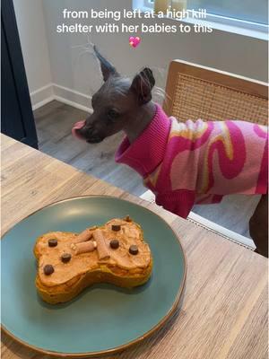 our october girl is 4 💖 the most special baby bat in the world! wearing @Toby & Linus #birthdaygirl #adoptdontdshop #rescuedog #tobyandlinus #xoloitzcuintle #hairlessdog #mexicanhairless 