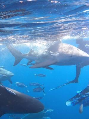 Swimming with SHARKS‼️ 🦈  #shark #divin #swimmingwithsharks #freedive #freediver #aquaterra #aquaterraexoticpets 