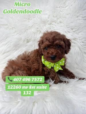 #CapCut #puppytiktok #perritos #viral #petparadiseboutique #toypoodle #microgoldendoodle #puppy #toypoodle #goldendoodle 