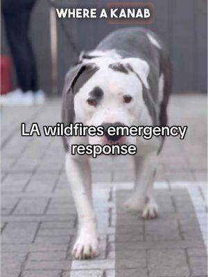 Best Friends is working tirelessly to help the animals impacted by the Los Angeles wildfires and transported 116 to safety within the first 48 hours. By moving animals previously in the shelter prior to this natural disaster, we are able to free up space for animals displaced by the wildfires. #SaveThemAll #LA 