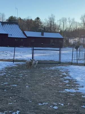 Baby goat play time. I will call them babies forever because they are little, but they are approaching 8 months old. #farmlife #barnlife #thefarmlife #playtime #nigeriandwarf #nigeriandwarfgoats #goattok #nigeriandwarfgoatsoftiktok #goattiktok #goatsplaying #babygoats #babygoatsoftiktok 