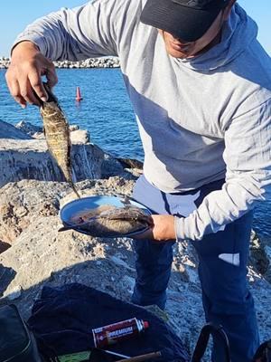 cocinando mojarras en las rockas 🔥🍲🎣 #siguenos_en_youtube  #bassproshops #Viral  #surfishing #pesca  #camping #foryou  #pescaycocina #familia  #fishing #catchcleanandcook 