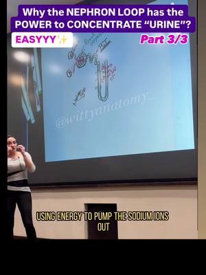 💡Part3/3 Nephron loop! *Filtrate = Tubular fluid ➡️ the content that was filtered out of the blood and now is flowing through the nephron and will be modified until it becomes urine. Video edited by @maria.lynnette  #drbenaduce #wittyanatomy #humananatomy #anatomy #humanbody #iloveanatomy #premed #nursing #prepa #doctor #prept #viva #prenursing #mmbs #collegestudents #ptstudent #medicalstudent #anatomy101 #learningontiktok #urinary #nephron