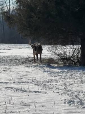 #hunter #hunt #treestandhunting #treestand #huntinglife #buck #bucks #buckscounty #deer #antlers #antler #huntingusa🇺🇸 #giant #bigbuck #bigbucks #snow #buckfever #winter #winterwonderland #foryoupage #foryourpage #fyp #fypシ #fypシ゚viral #fypage #viralvideo #viraltiktok #tik #tok #deertiktok #deertok 