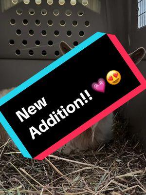 New addition is here 💗😍🥰 #farmlife #newaddition #minigoats #surprise 