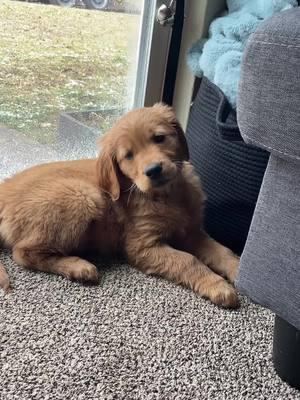 The head tilts 🥹 #puppy #goldenretriever #goldenretrieverpuppy #noises 