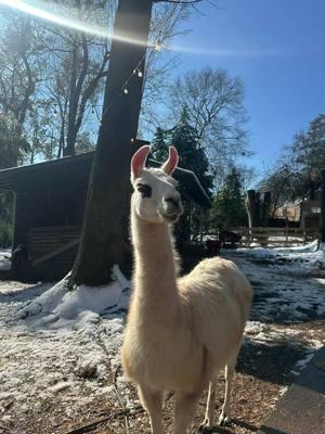 Somewhat back to normal today  with more annoying white stuff to melt. I can’t imagine dealing with this friend entire season so big props to y’all up north I couldn’t do it.  #llamas #alpacas #bamboo #nasty #weirdness #snow #ice #atlanta #alpacaatreehouse 