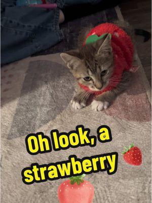 Oh look, a strawberry 🍓 #olivekrueger #rescuekitten #abandonedkitten #velcrocat #ohlookastrawberry #strawberrycat #bubbleplay 