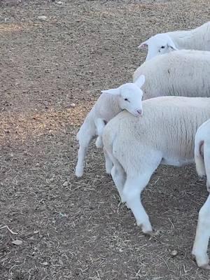 Dinner time! #sheep #sheeptok #farmtok #ranchtok #baby #texas 