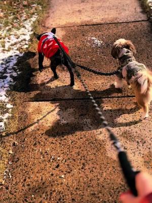 Show me the PET life hack that changed your life, I’ll go first!! #dogmusthaves #dualdogleash #dualdogleashfor2dogs #FrenchiesOfTikTok #frenchbulldogs #themostbeautifulthingsinlife #puppygrowinguptransition #makemydogsdinnerwithme #puppymusthaves #babypuppies #adoptingadog #gettinganewdog #dogcleaningwipes #mybabydog #puppyfever #rawfeddog #merlepuppies  #iloveyoubaby  #puppyhaul  #merlefrenchie  #frenchiedog #smallcutedog  #worldofpets  #dogsplaying  #dogwalking  #dogwalks #peopleimgratefulforphase  #puppyphase  #Bringinghomeapuppy #dogsurprise