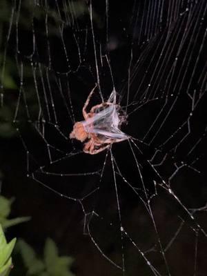 #spider #orbweaver #nature #silk