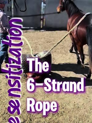 Day 1 | Colt Starting | Desensitization and the 6-Strand Rope  #mankinsperformancehorses  #startingcolts the #desensitization process #training a #younghorse #fyp #horseriding #foryou #equine #horsetok #horsesoftiktok #riding #coltstarting #colts #horsemanship #desensitizing #horsetraining #fypシ  #reinedcowhorse #horsevideo #rodeo #roping #ranch #versatility #horselife #quarterhorse 