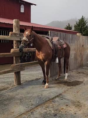 What Badger thinks his bell boots are for. 🤷‍♂️🙄 #luckyahorsemanship #studhorse #stud  #coltstarter #horsetrainer #noregrets #stayhumble #itsallornothing #trusttheprocess #lovetheprocess #giveityourall #neverstop #buildconfidence #consistencyiskey #smallsteps #noexcuses #dreambig #real #justbeyou 