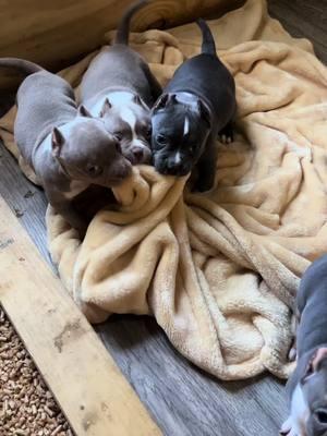 6 week old trouble makers  #BKK #americanbully #puppy #puppytok #dontbullymybreed❤ #pocketbullypuppies  