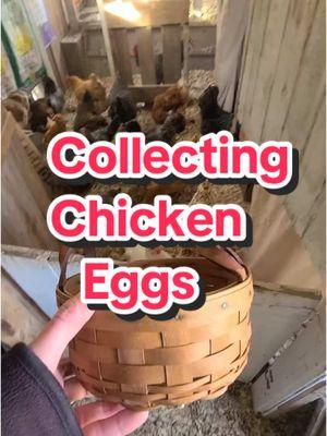 Collecting eggs🐓🥚 #chickens #raisingchickens #wggs #collectingeggs #backyardchickens #chickensoftiktok 