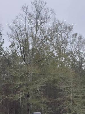 Did anyone else see the the 3 Black Hawks a little while ago. They flew right over my house. They took off from Hammond and looks like they headed to St Francisville. With the recent sightings of drones around the River Bend Nuclear Power Plant  I’m glad to see our Governor Jeff Landry is taking it serious. 👍🇺🇸 #CajunNavy #cajunnavy2016 #blackhawks #drones #louisiana #jefflandry