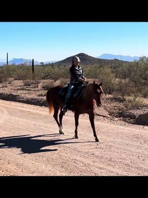 This mare is worth her weight in gold! Love her so much. Shes available!!! #1111equine #horsesales #forsale #arizonacheck #horses #trailhorse #kidhorse 