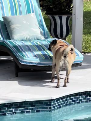 Zen 8  #pugsoftiktok #pugs #dogsoftiktok #fawnpug #pug #weeklyfluff #typ #foryou #xyzbca #fyp #dogmom 