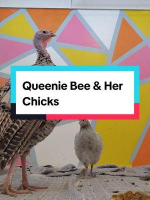 I don't think Queenie has ever went 24 hours with out attacking me. #blindturkey #queenie #petturkeys #petturkeysoftiktok #blindanimals 