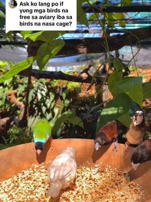 #finches #finch #garden #aviary #plants #tropicalgarden  