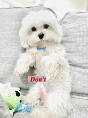 #CapCut #maltesedog #dogmom #maltese #malteseoftiktok #fyp #paratiiiiiiiiiiiiiiiiiiiiiiiiiiiiiii #fypシ #foryourpage 