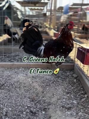 Pollon C Givens aver que les parece , saludos. #gallosfinos #gallo #piedecria #gamefowlbreeders #gamefowl #mexico🇲🇽 