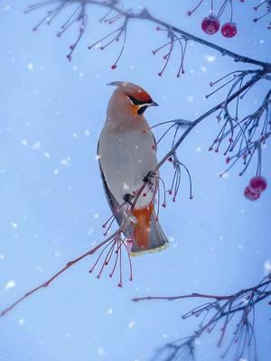 Have you ever seen the gentlest colors of winter? Snow falls on red berries, and the Bohemian Waxwing perches like a poem. Plants and animals, lives embracing each other. The Bohemian Waxwing (Bombycilla garrulus) is a medium-sized songbird known for its silky, smooth plumage and striking appearance. Native to the northern forests of Europe, Asia, and North America, it is characterized by a soft grayish-brown body, a prominent crest, black facial markings, and red wax-like tips on its wing feathers. These birds are highly social, often seen in flocks during winter as they feed on berries and fruits. Their elegant looks and synchronized movements make them a captivating sight in snowy landscapes. #bohemianwaxwing #beautifulbird #DidYouKnow #birds 