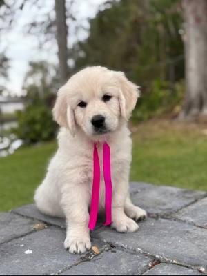 Happy 8 Weeks & Happy Gotcha day!! It has been such an honor fostering this litter for the last 6 weeks!! They have brought so much joy and now we can pass this joy on to their furever familes!! 🐾♥️ #8weeksold #gotchaday #hearthealers #goldens #goldenlove #puppycuddles #puppybreath #englishgoldenretriever #puppylife #babypup #goldenretrieverpuppy 