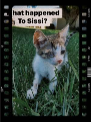 Who remembers Sissi? This little one was found in Yucaipa with a bad eye and originally thought to be a girl—surprise! Turns out he’s a boy (thanks, vet!). Has this ever happened to anyone else? He’s strong enough for surgery now, but we’re still raising funds to cover the cost. Please consider a donation to help him get the care he needs. Donate Here: 	•	Venmo: @rightfitrescue 	•	Zelle: 909-504-9570 	•	PayPal: rightfitrescue@gmail.com #DonateForSissi #RightFitRescue #AdoptDontShop #RescueCats #fosterlove 