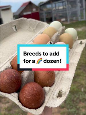 For diversity in your egg carton you have to have diversity in your flock! #rainboweggs #farmfresh #egg #chickenmom 