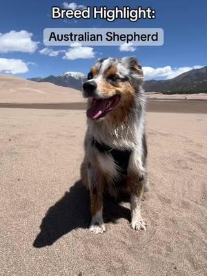 Which breed should we cover next? 🐶❤️ #dogfacts #dogbreeds #australianshepherd 